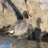 Common Teal